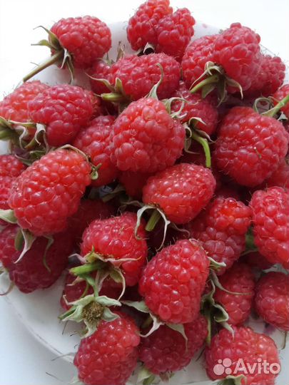 Саженцы малины