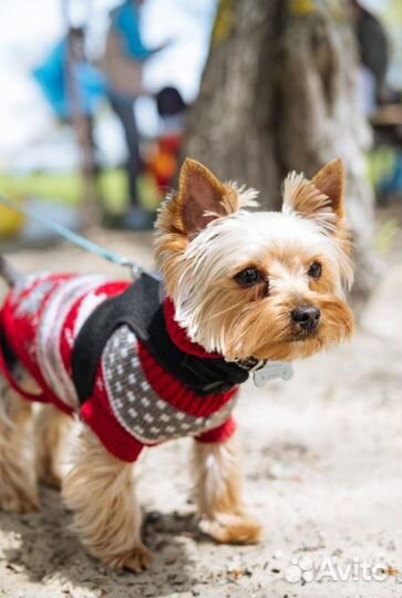 Йоркширский терьер мини беби фейс щенки
