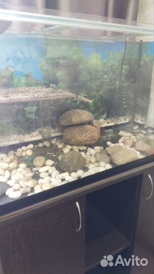 Аквариум для черепах