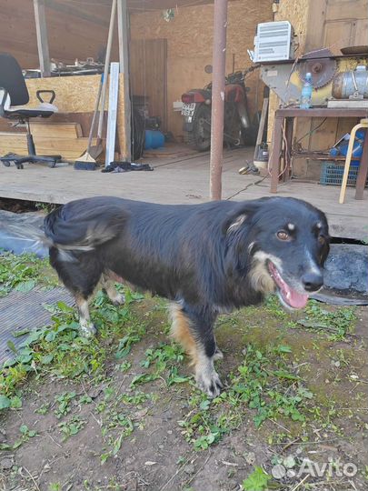 Красивая собачка