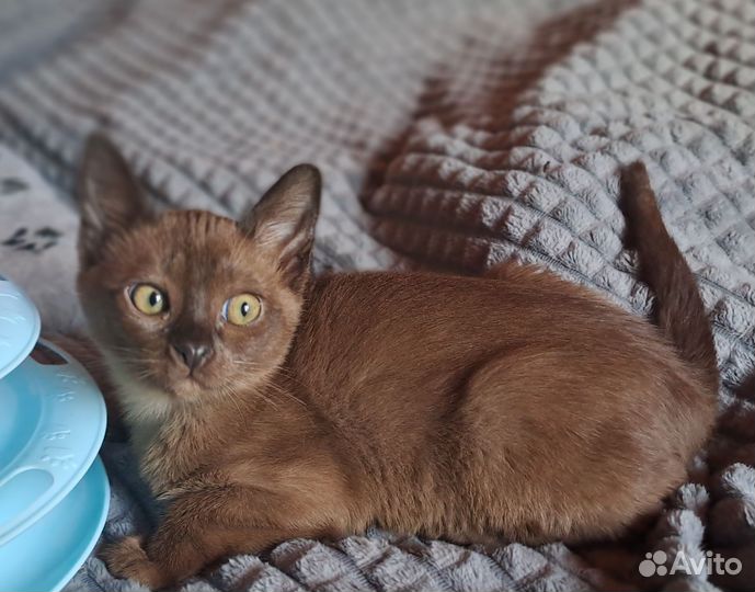 Бурманские котята