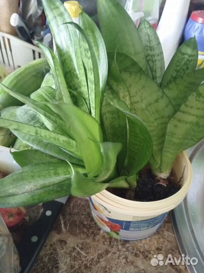 Сансевиерия, хлорофитум, стапелия, пеперомия