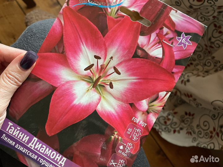 Лилия азиатская сортовая