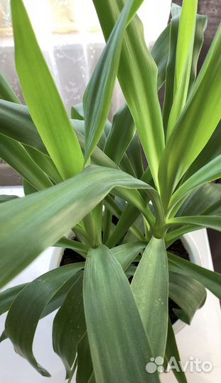 Пальма Юкка, два ствола+горшок