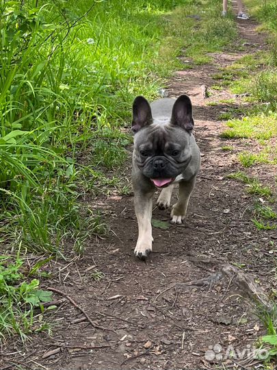 Французский бульдог кабель вязка