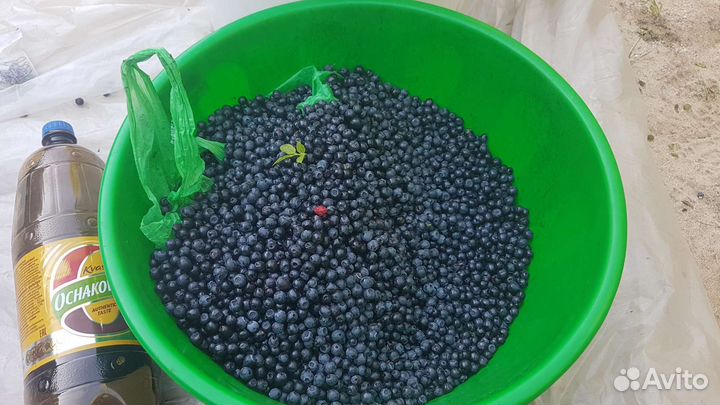 Черника сочная