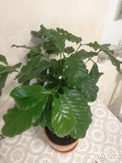 Кофейное дерево