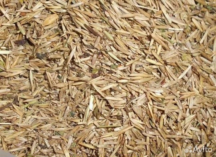 Семена пырей ползучий