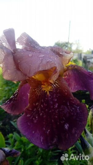 Ирис бородатый