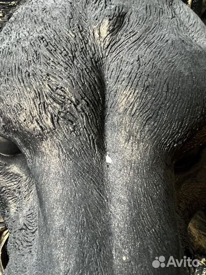 Статуя лев из гипса