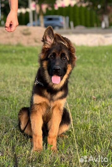 Шоу перспектива) Кобель дш немец