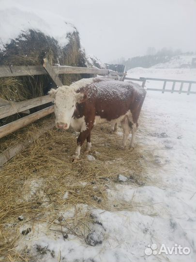 Корова герефорд