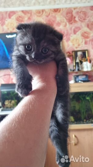 Шотландская кошечка