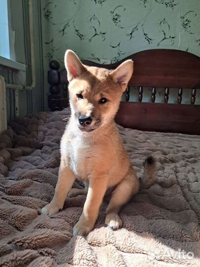 Щенок сиба ину