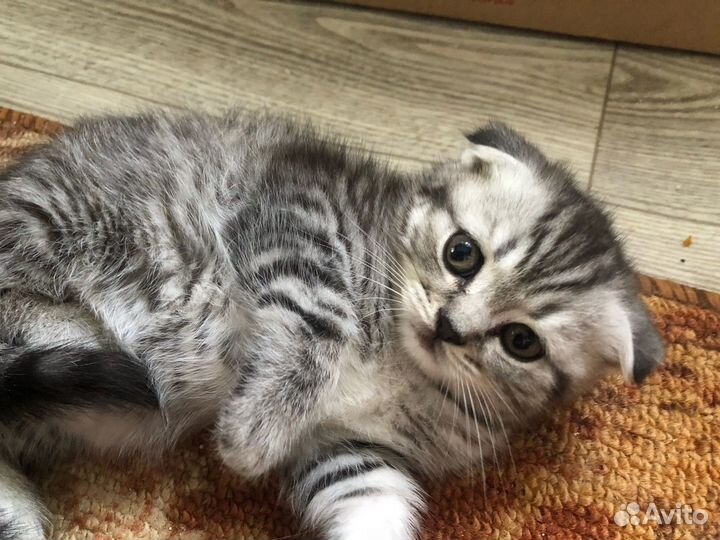 Вислоухие котята
