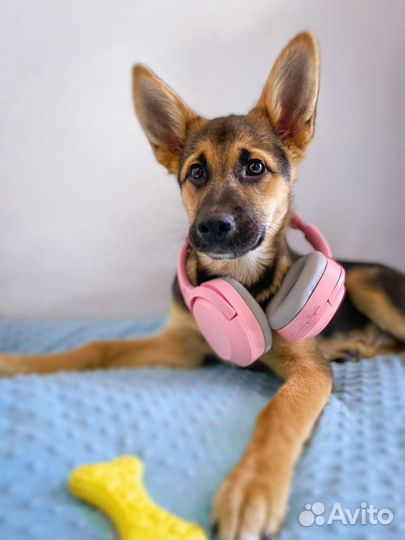 Щенок девочка в добрые руки