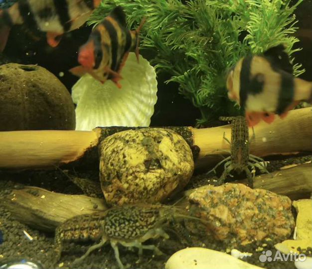 Мраморный рак