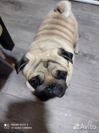 Мопс вязка мальчик
