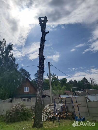 Спил деревьев