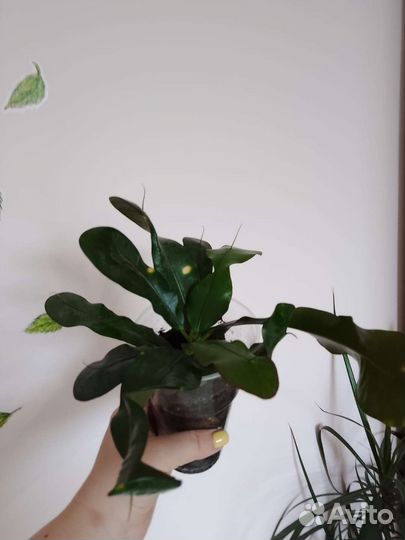 Кротон Мамми