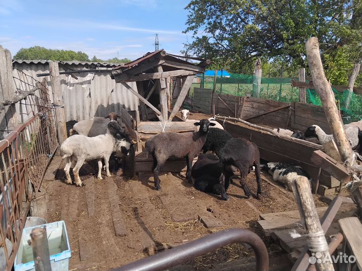 Овцы, бараны, ягнята