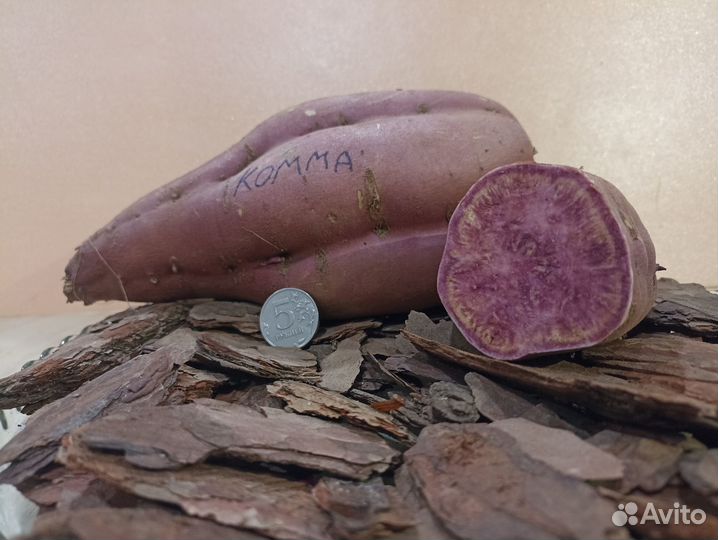 Рассада батата