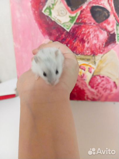Джунгарский хомяк маленький