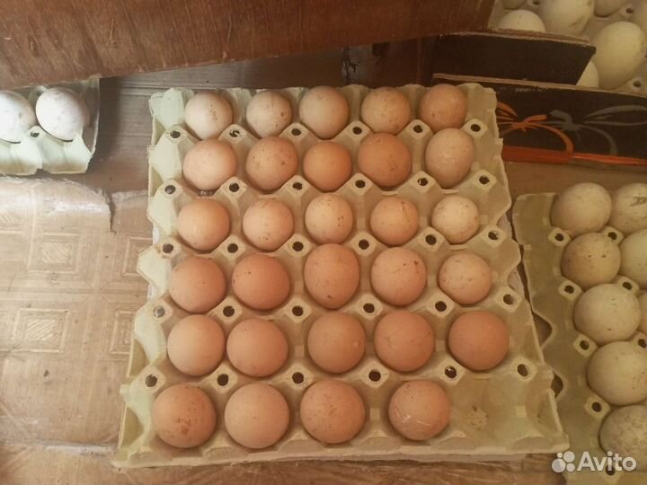 Продаются яйца цесарок