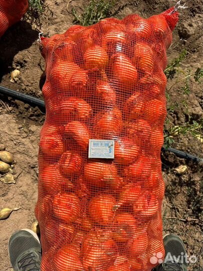 Лук репчатый оптом