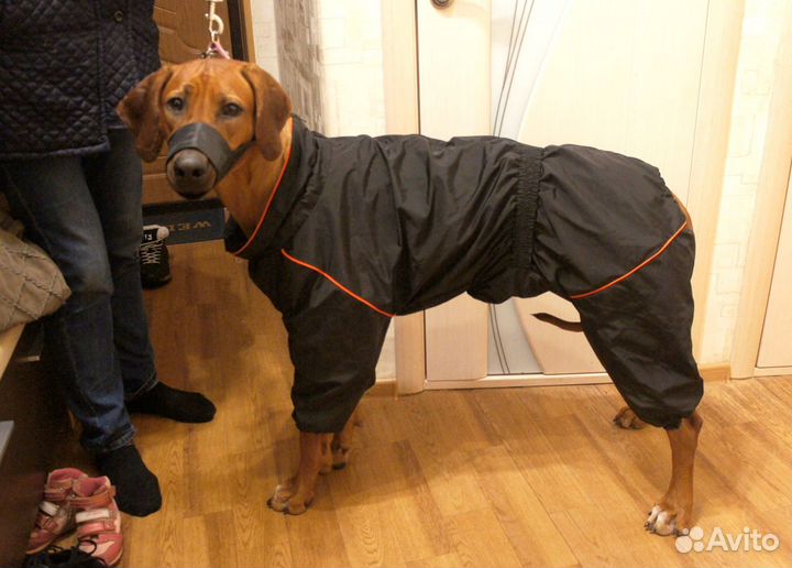 Комбинезоны для собаки