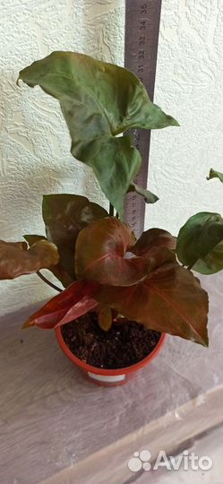 Сингониум Брокант