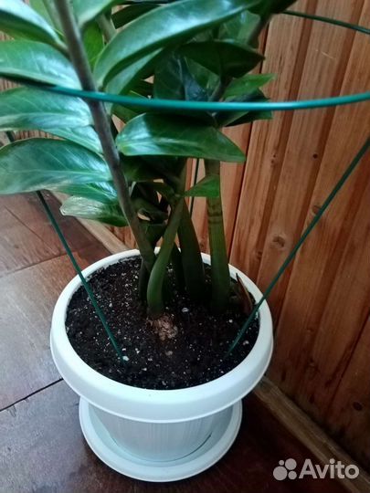 Замиокулькас