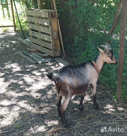 Козлята