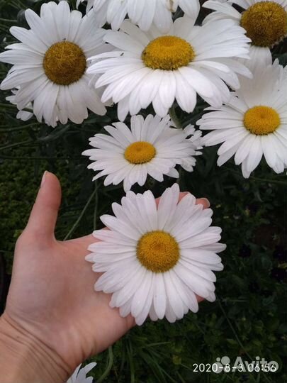 Эхинацея, Нивянник, Физостегия, Астильбы