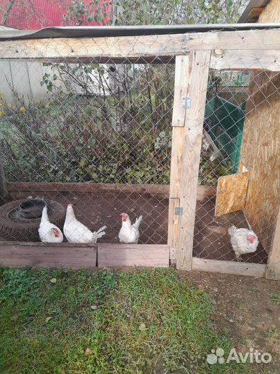 Куры несушки