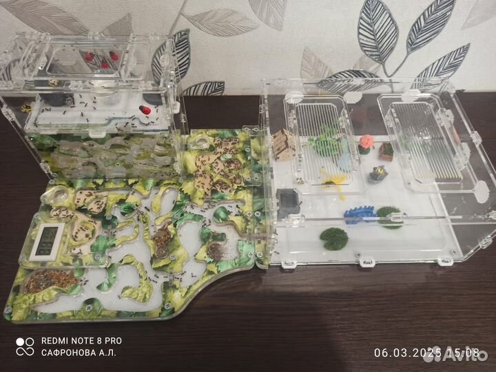 Формикарий с муравьями