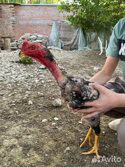 Бойцовые петухи