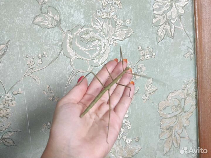 Анамский палочник