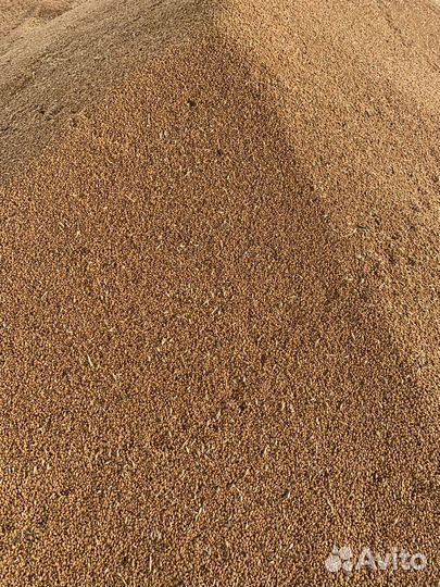 Зерно пшеница