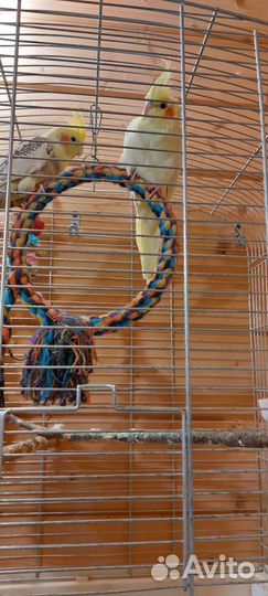 Попугай карелла