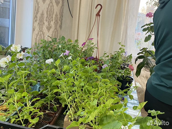 Рассада петунии