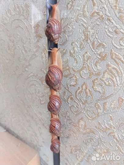 Улитка ахатина
