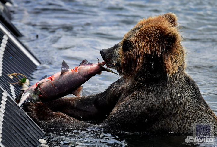 Рыбалка с гидом на реке большая