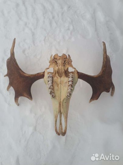 Продам рога лося