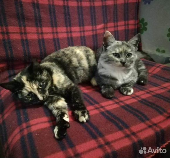 Красивые кошечки в добрые руки