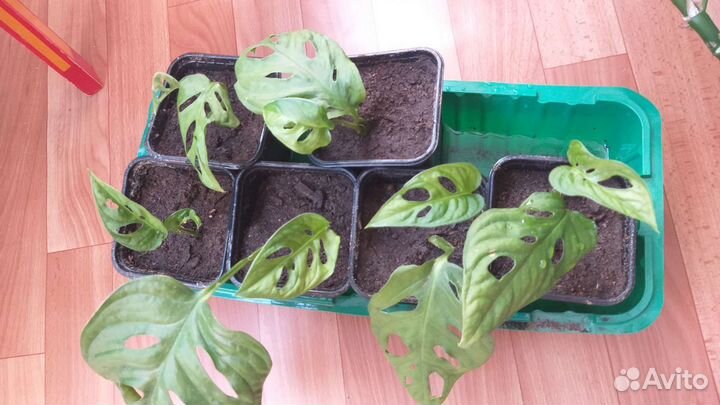 Монстера манки маск