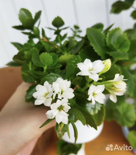 Комнатные цветы