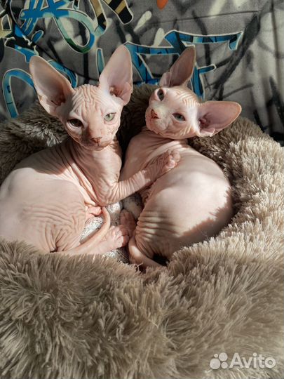 Канадский сфинкс