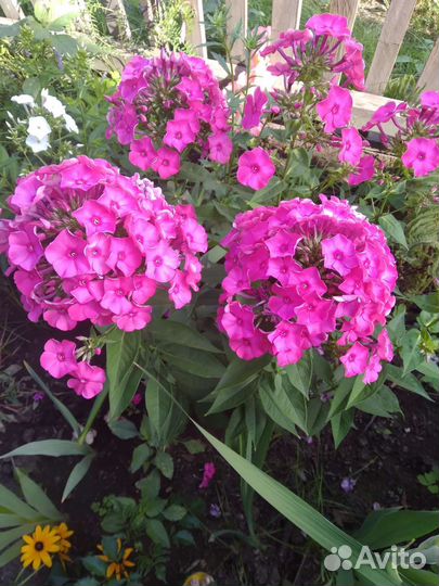 Лилия, Папоротник, флоксы, ромашка