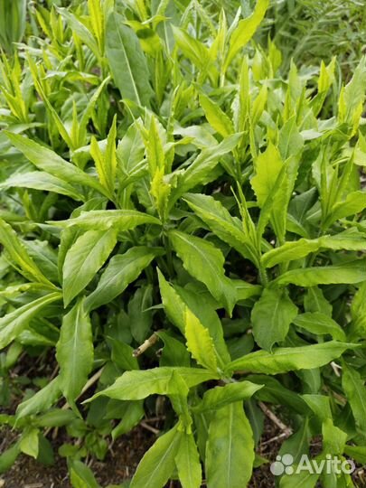 Флоксы многолетние